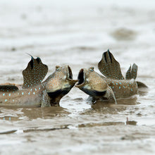 Load image into Gallery viewer, MANGROVE GUIDED TOUR 紅樹林導覽