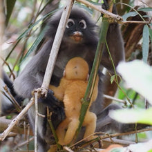 Load image into Gallery viewer, MANGROVE GUIDED TOUR 紅樹林導覽