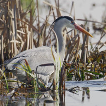 Load image into Gallery viewer, MANGROVE GUIDED TOUR 紅樹林導覽