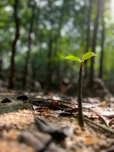 Load image into Gallery viewer, MANGROVE GUIDED TOUR 紅樹林導覽